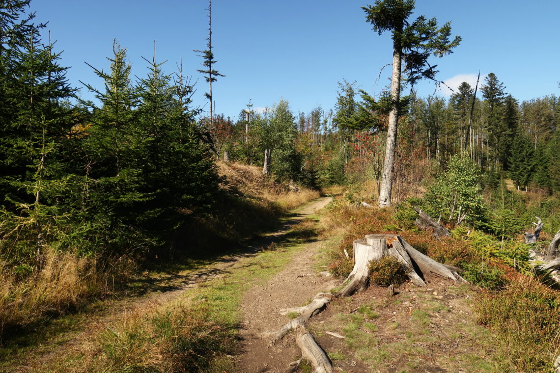 Šumava